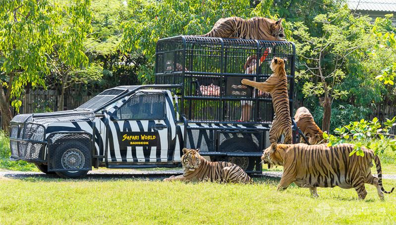 Thái Lan: Pattaya - Bangkok (Vườn thú Safari World, Công viên Mini Siam, Bảo tàng Lighting Art & Vườn khinh khí cầu, Thưởng thức bữa tối buffet trên du thuyền sông Chao Phraya, Tặng Café & bánh phủ vàng) 